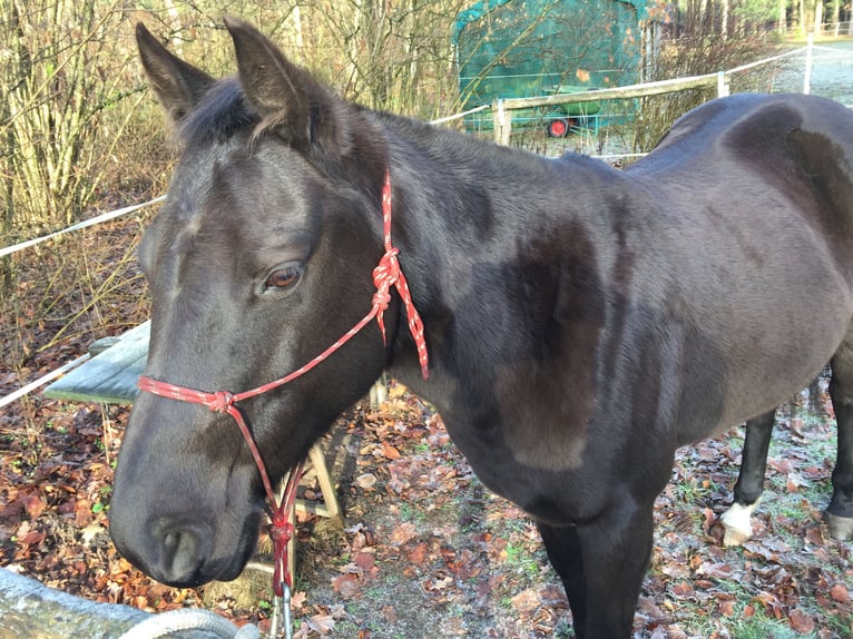 Quarter horse américain Jument 19 Ans 146 cm Bai brun foncé in Scharnhorst