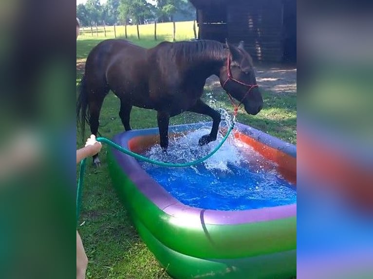 Quarter horse américain Jument 19 Ans 146 cm Bai brun foncé in Scharnhorst