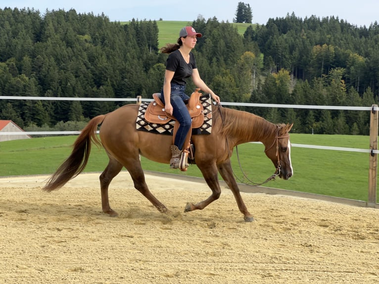 Quarter horse américain Jument 19 Ans 148 cm Alezan dun in Weitnau