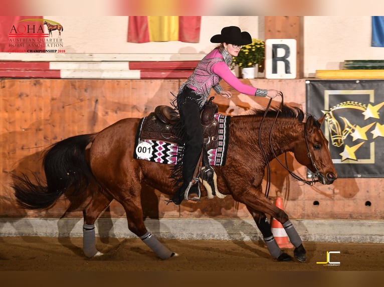 Quarter horse américain Jument 19 Ans 155 cm Bai in Pertisau