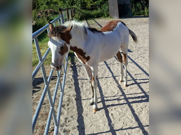 Quarter horse américain Croisé Jument 1 Année 130 cm Pinto in Twist