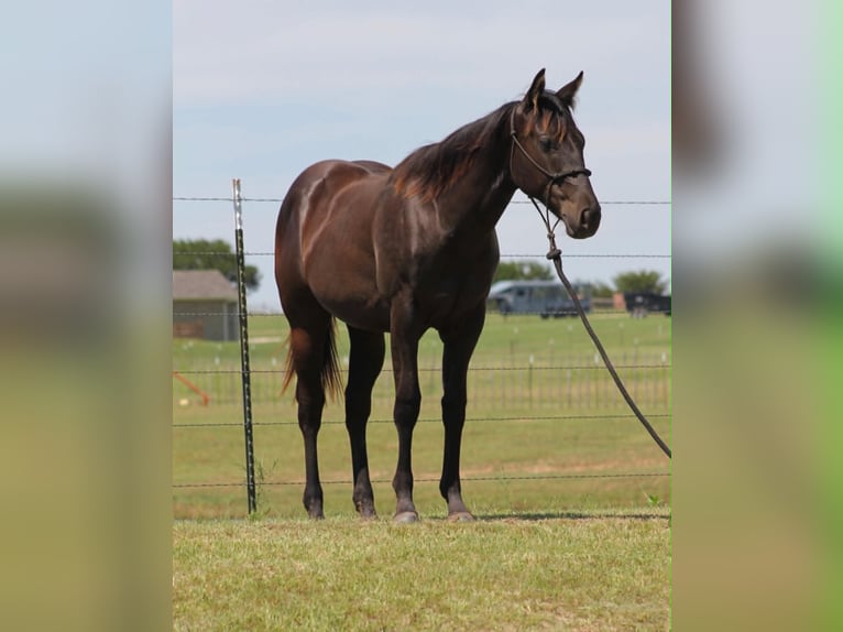 Quarter horse américain Jument 1 Année 132 cm Noir in Perrin