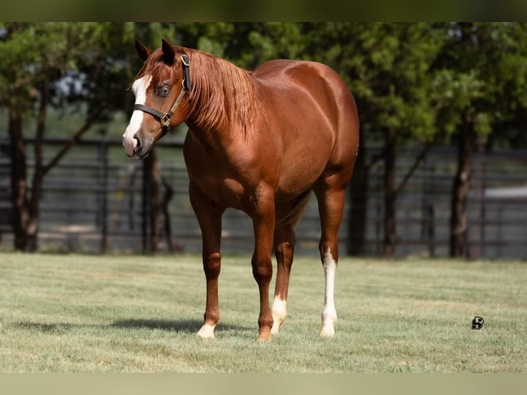 Quarter horse américain Jument 1 Année 135 cm Alezan cuivré in Whitesboro, TX