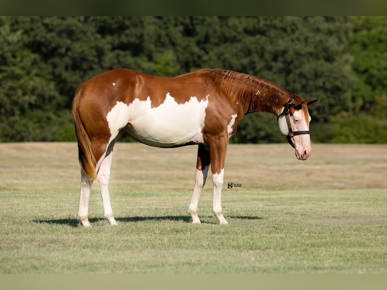 Quarter horse américain Croisé Jument 1 Année 140 cm Alezan cuivré in Whitesboro