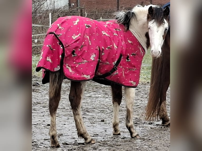 Quarter horse américain Croisé Jument 1 Année 140 cm Pinto in Twist