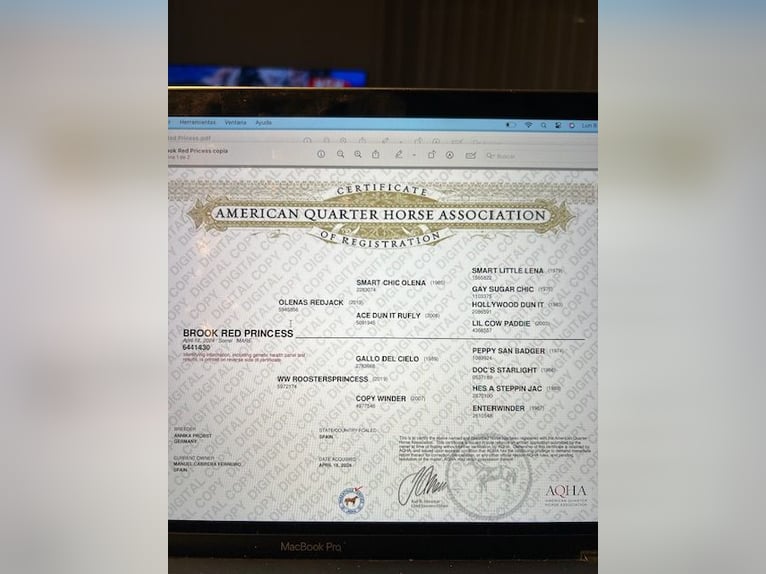 Quarter horse américain Jument 1 Année 142 cm Alezan brûlé in sant joan de les abadesses