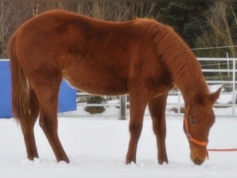Quarter horse américain Jument 1 Année 144 cm Alezan in Mehlmeisel