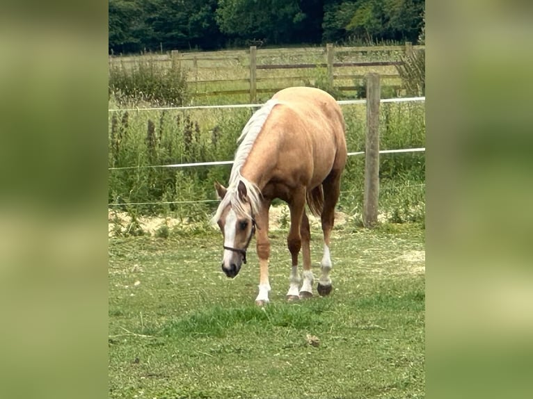 Quarter horse américain Jument 1 Année 145 cm Palomino in Broadway