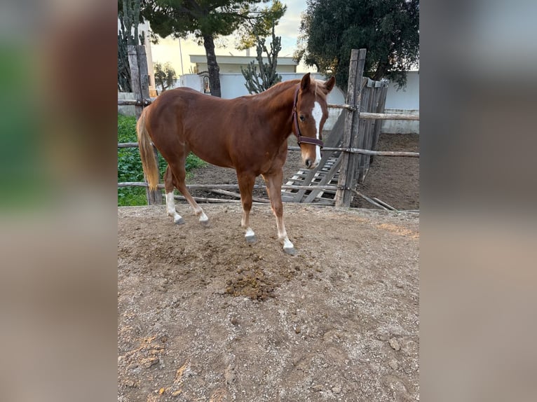 Quarter horse américain Jument 1 Année 148 cm Alezan in Bari