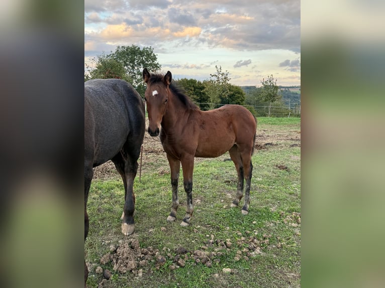 Quarter horse américain Croisé Jument 1 Année 148 cm Bai in Daleiden
