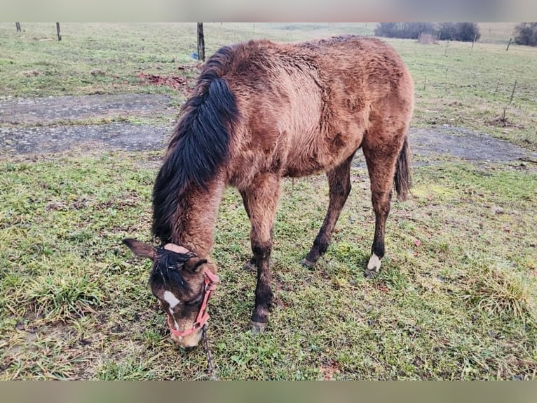 Quarter horse américain Jument 1 Année 148 cm Buckskin in Petit-Réderching