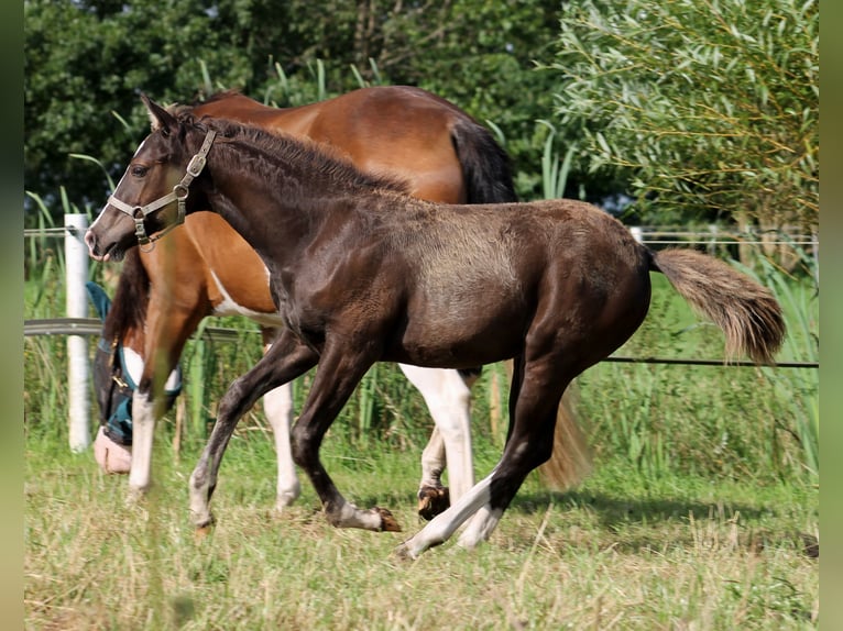 Quarter horse américain Jument 1 Année 148 cm Noir in Stade