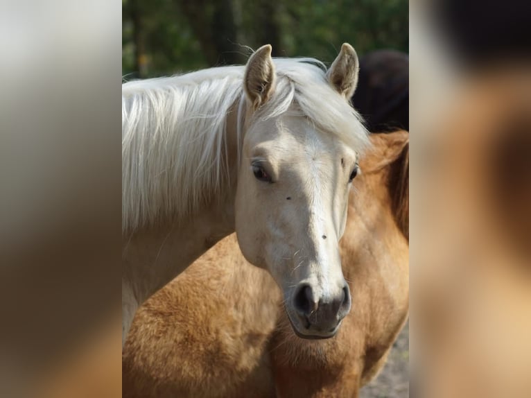 Quarter horse américain Jument 1 Année 148 cm Palomino in Linsburg