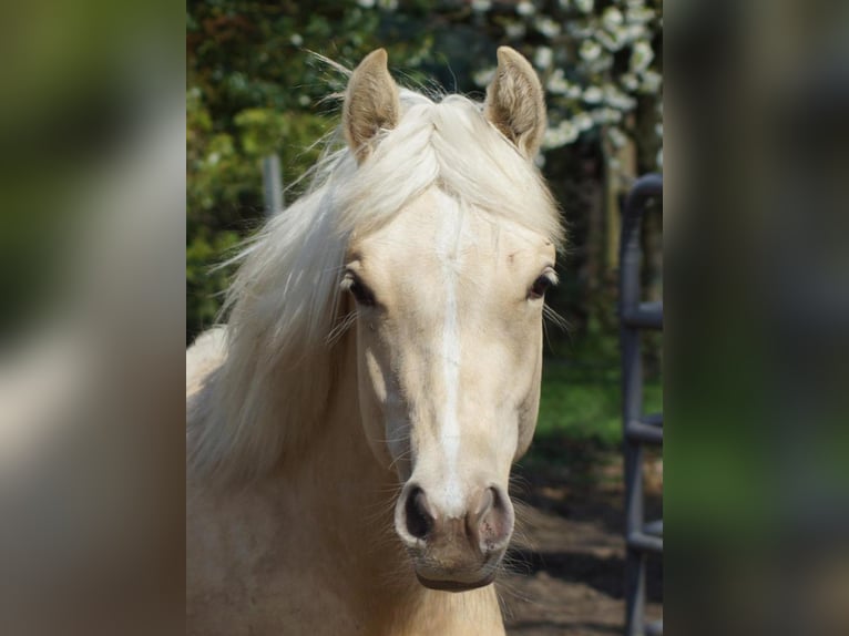 Quarter horse américain Jument 1 Année 148 cm Palomino in Linsburg