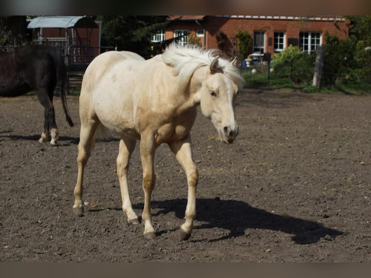 Quarter horse américain Jument 1 Année 148 cm Palomino in Linsburg