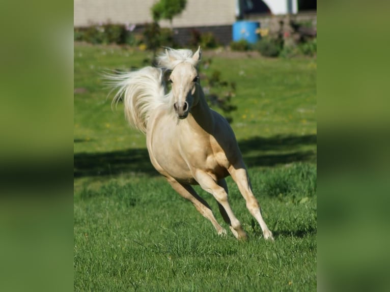 Quarter horse américain Jument 1 Année 148 cm Palomino in Linsburg