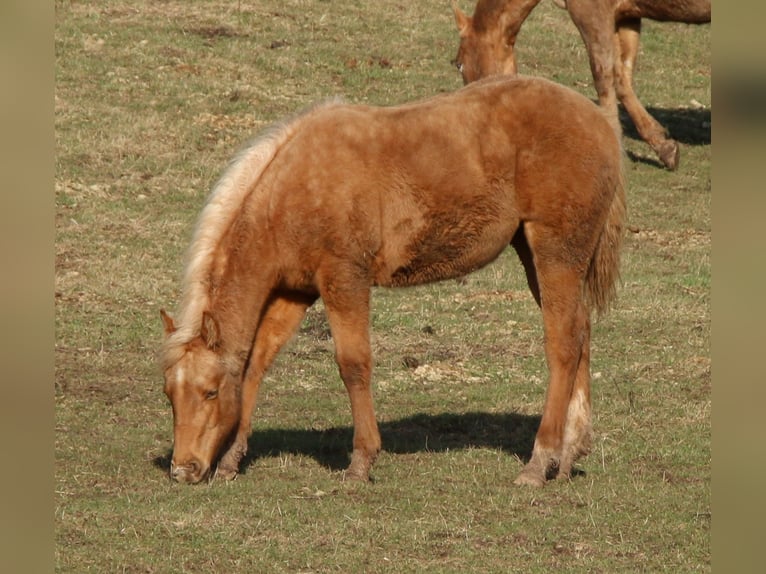 Quarter horse américain Jument 1 Année 148 cm Palomino in Morschen