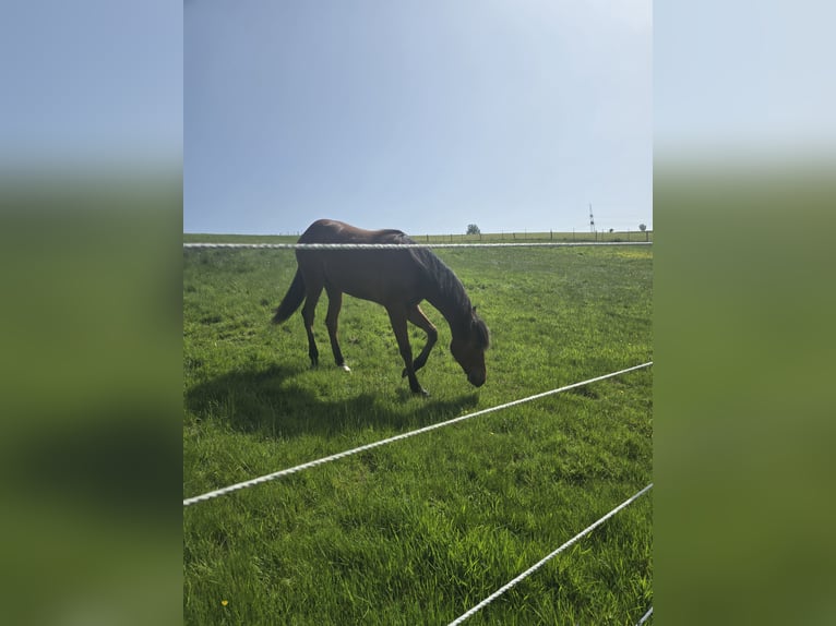 Quarter horse américain Jument 1 Année 149 cm Bai in Kierspe