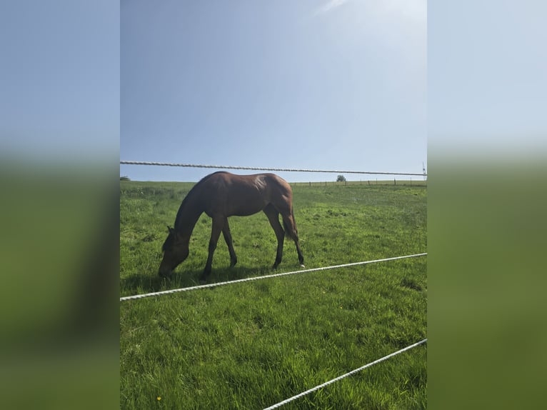 Quarter horse américain Jument 1 Année 149 cm Bai in Kierspe