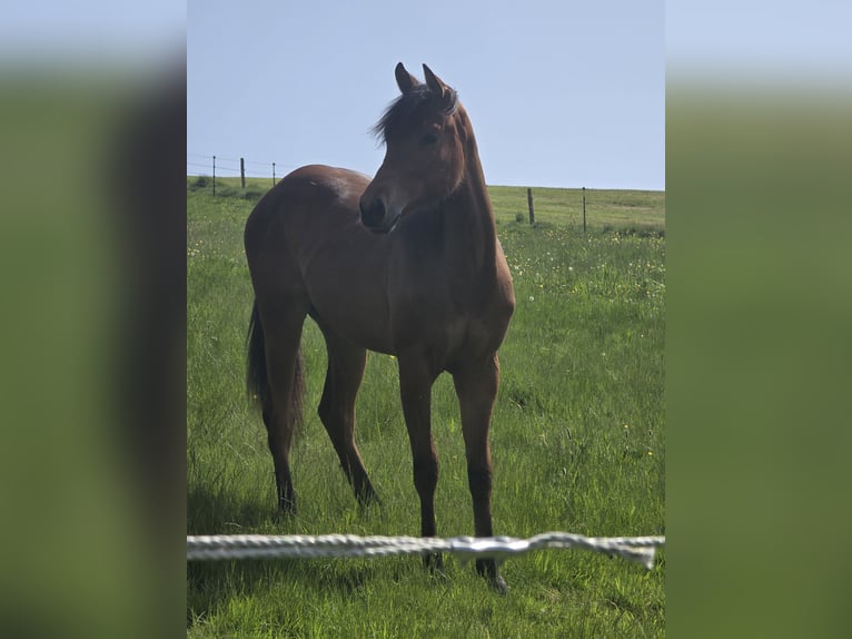 Quarter horse américain Jument 1 Année 149 cm Bai in Kierspe