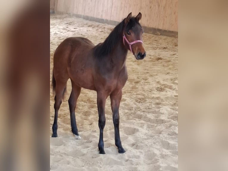 Quarter horse américain Jument 1 Année 149 cm Bai in Kierspe