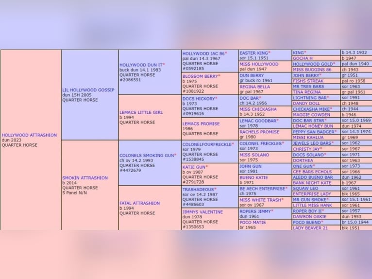 Quarter horse américain Jument 1 Année 149 cm Isabelle in Bergen op Zoom