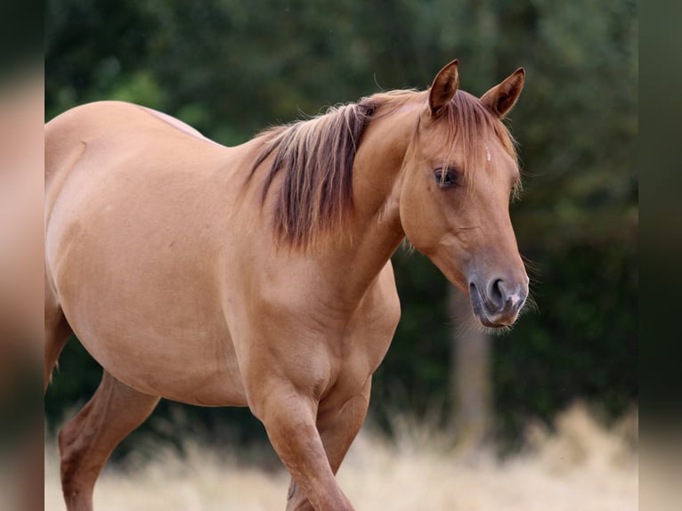 Quarter horse américain Jument 1 Année 150 cm Alezan dun in Nieuwrode