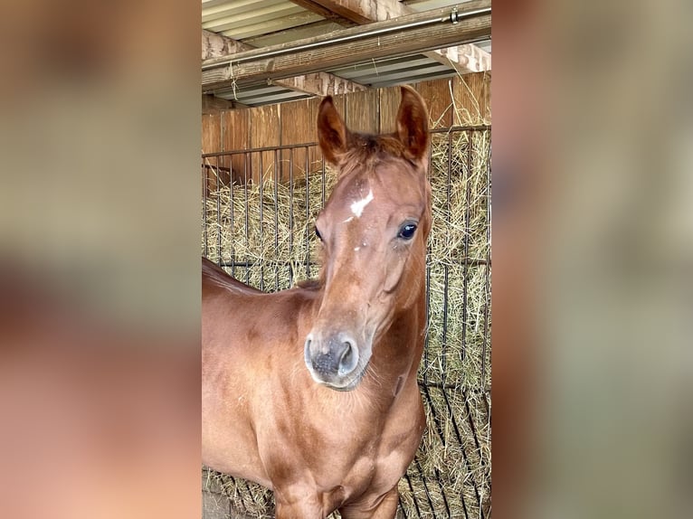 Quarter horse américain Jument 1 Année 150 cm Alezan in Rheinfelden
