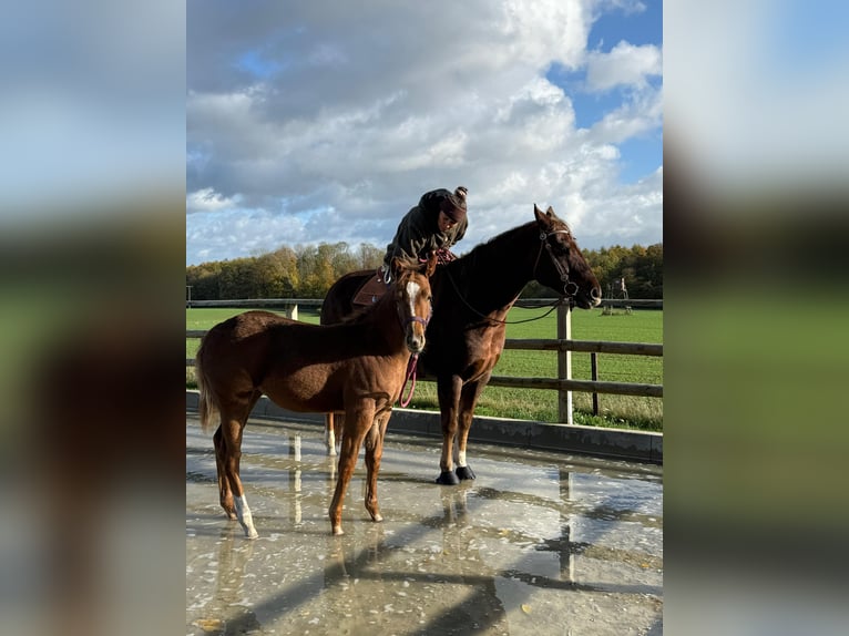 Quarter horse américain Jument 1 Année 150 cm Alezan in Schönberg