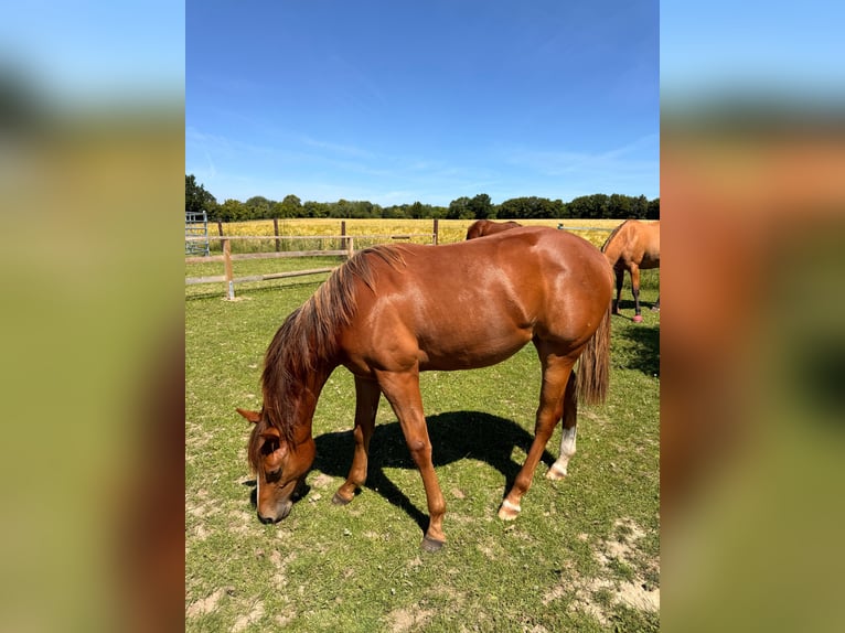 Quarter horse américain Jument 1 Année 150 cm Alezan in Schönberg