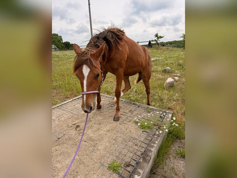 Quarter horse américain Jument 1 Année 150 cm Alezan in Schönberg