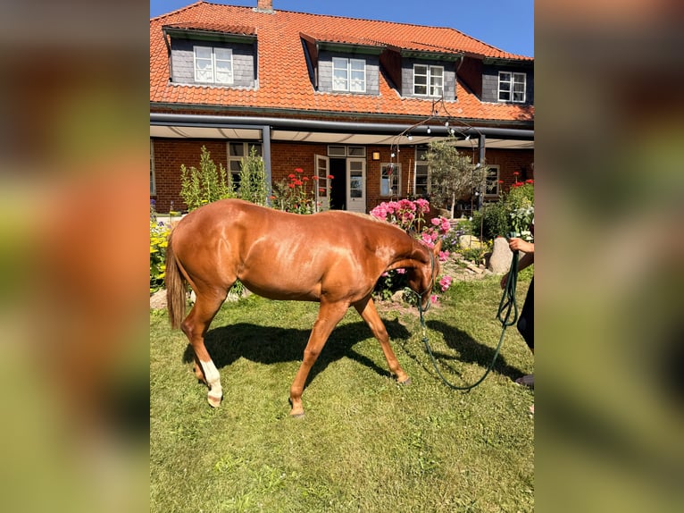 Quarter horse américain Jument 1 Année 150 cm Alezan in Schönberg