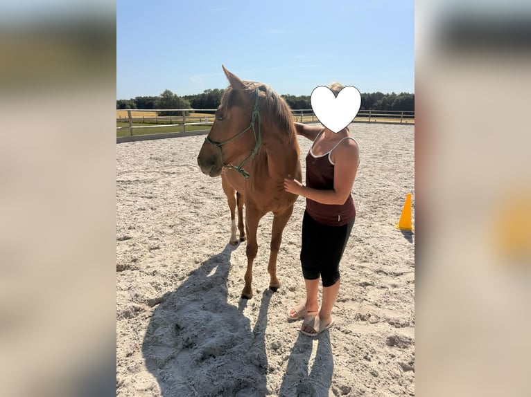 Quarter horse américain Jument 1 Année 150 cm Alezan in Schönberg