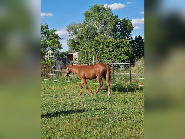 Quarter horse américain Jument 1 Année 150 cm Alezan in Berlin