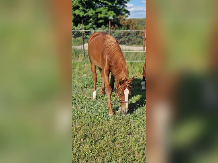 Quarter horse américain Jument 1 Année 150 cm Alezan in Berlin