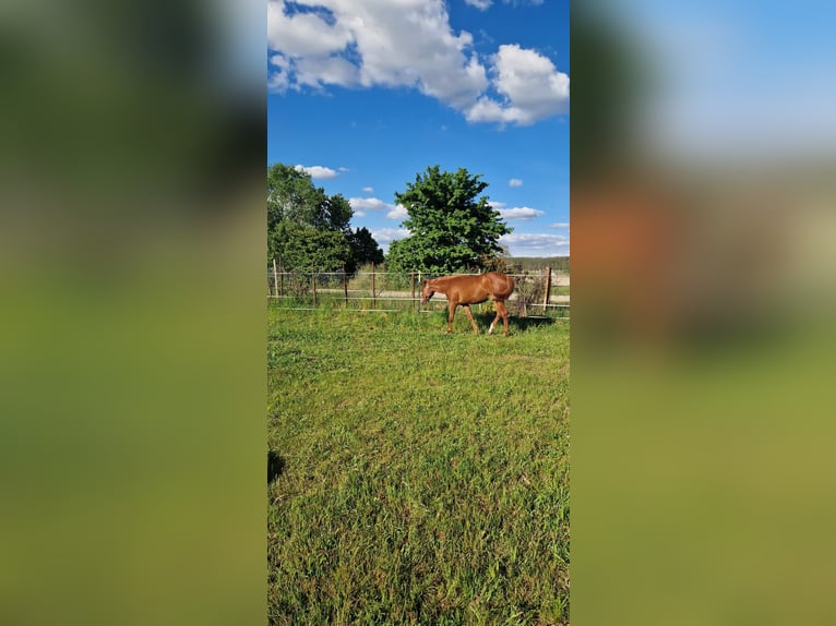 Quarter horse américain Jument 1 Année 150 cm Alezan in Berlin