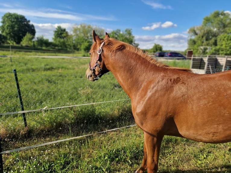 Quarter horse américain Jument 1 Année 150 cm Alezan in Berlin