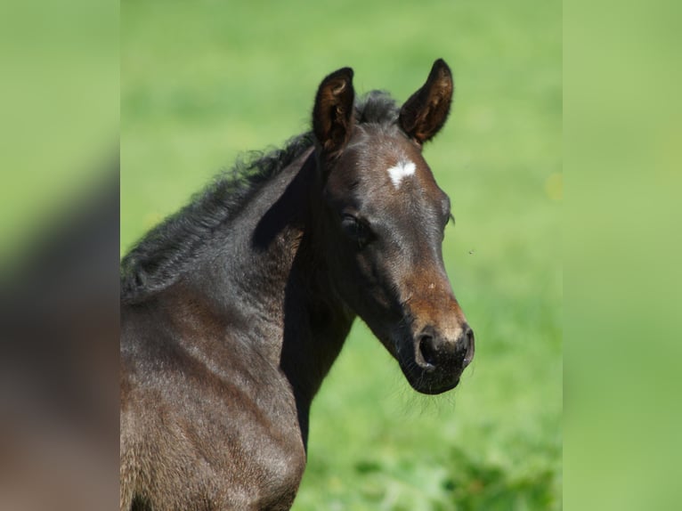 Quarter horse américain Jument 1 Année 150 cm Bai brun foncé in Linsburg
