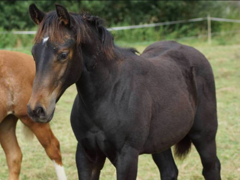 Quarter horse américain Jument 1 Année 150 cm Bai brun in Linsburg