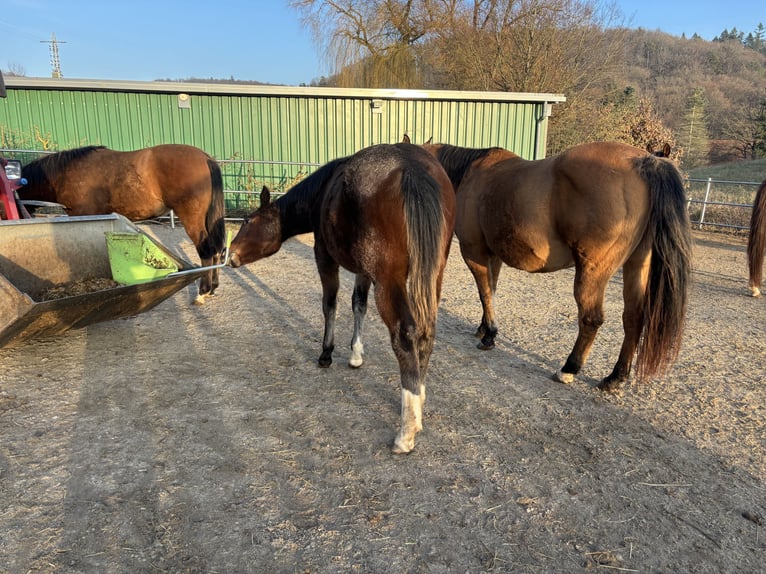 Quarter horse américain Jument 1 Année 150 cm Bai brun in Höringen