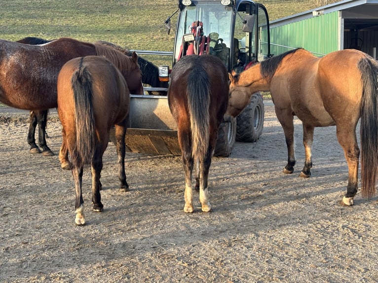 Quarter horse américain Jument 1 Année 150 cm Bai brun in Höringen