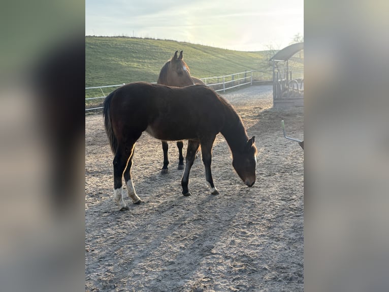 Quarter horse américain Jument 1 Année 150 cm Bai brun in Höringen