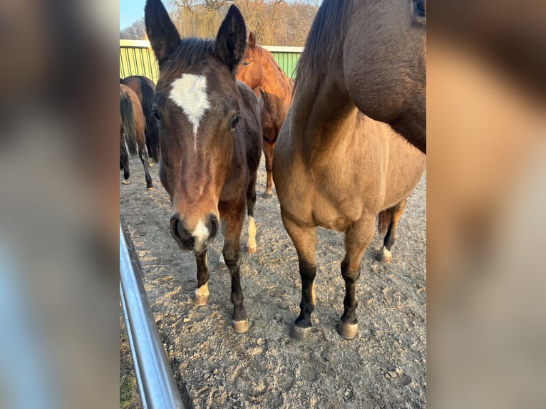 Quarter horse américain Jument 1 Année 150 cm Bai brun in Höringen