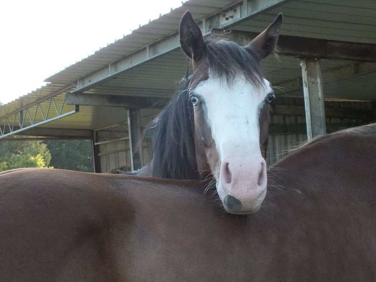 Quarter horse américain Jument 1 Année 150 cm Bai in BEGIJNENDIJK