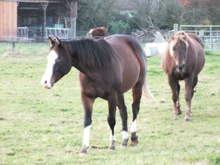 Quarter horse américain Jument 1 Année 150 cm Bai in BEGIJNENDIJK