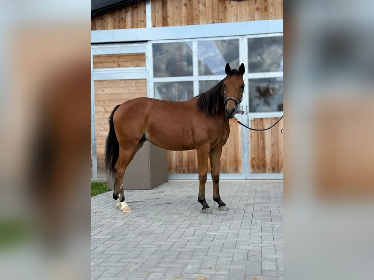 Quarter horse américain Jument 1 Année 150 cm Bai in Kindelbrück