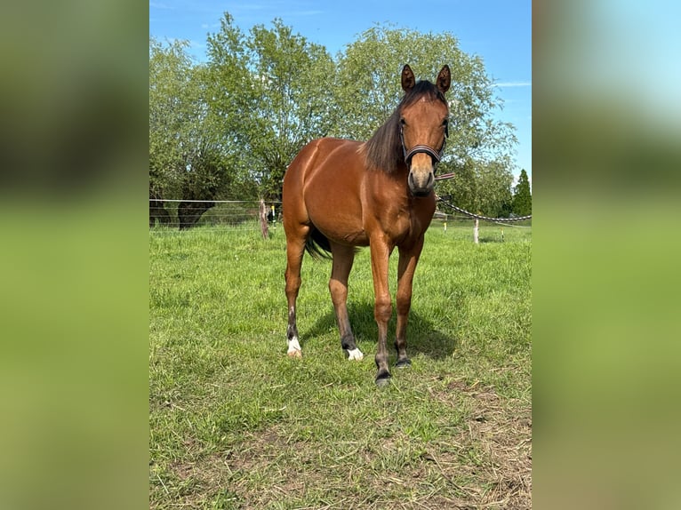 Quarter horse américain Jument 1 Année 150 cm Bai in Kindelbrück