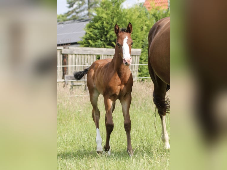 Quarter horse américain Jument 1 Année 150 cm Bai in Celle