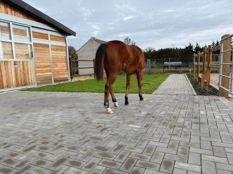 Quarter horse américain Jument 1 Année 150 cm Bai in Kindelbrück