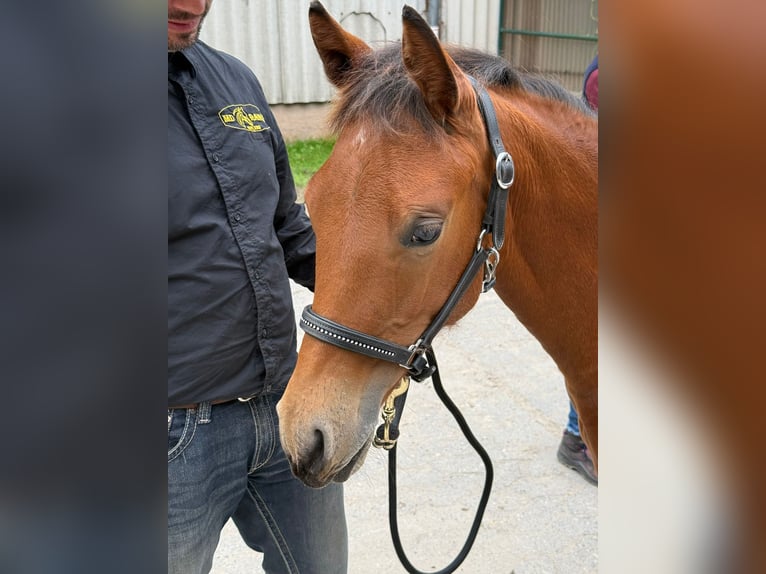 Quarter horse américain Jument 1 Année 150 cm Bai in Kindelbrück